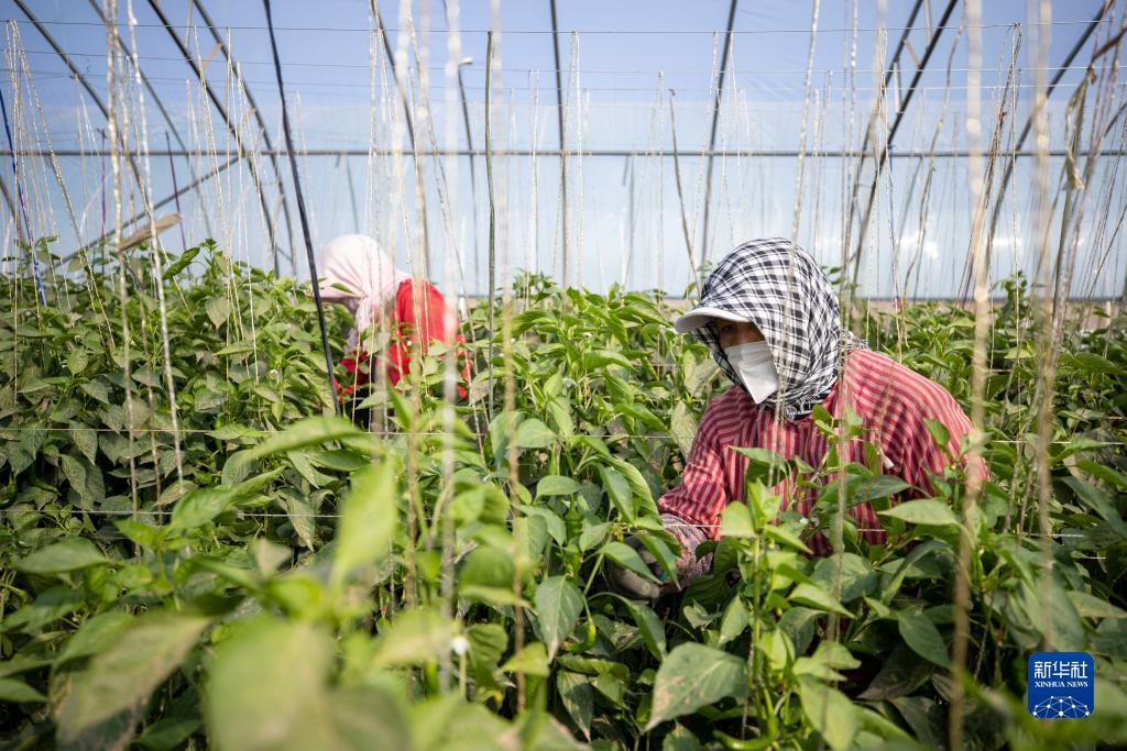 2018最新白菜网平台大全